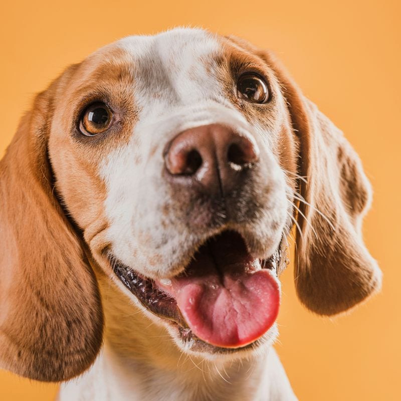 Assistência pet — cuidado veterinário para o seu animal de estimação